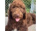 Goldendoodle Puppy for sale in Greenville, NC, USA