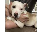 Adopt Nyla Grace a Pit Bull Terrier