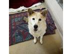Adopt Dutchess - Available From Foster a Mixed Breed
