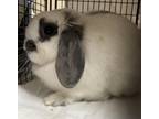 Adopt Ruby a Holland Lop