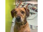 Adopt Olive a Cattle Dog, Spaniel