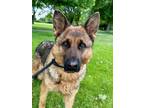 Adopt Sam a German Shepherd Dog, Mixed Breed