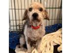 Adopt Laura Ingalls a Beagle