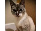 Adopt Riesling a Siamese