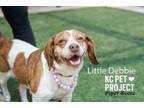 Adopt Little Debbie a Beagle, Mixed Breed
