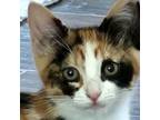 Adopt Chloe - *Available Saturday, 6/8/24* - Claremont Location a Domestic Short