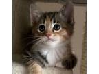 Adopt Lala Kitten a Domestic Short Hair