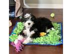 Adopt Kelly a Bernese Mountain Dog, Poodle