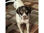 Adopt Sequoia a German Shorthaired Pointer