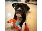 Adopt Cricket V a Pit Bull Terrier