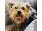 Adopt Pookie a Yorkshire Terrier, Mixed Breed