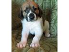 Adopt Bertha a Labrador Retriever, Beagle