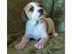 Adopt Nugget a Labrador Retriever, Beagle