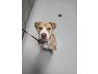 Adopt S`mores 584-24 a Pit Bull Terrier, Mixed Breed