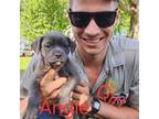Adopt Angie a Pit Bull Terrier