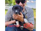 Adopt Hannah a Pit Bull Terrier