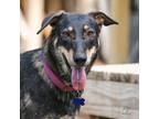 Adopt Melody a Shepherd, Mixed Breed