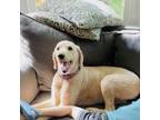 Adopt Lucy a Mixed Breed, Labrador Retriever