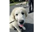 Adopt Lena available 6/6 a Great Pyrenees