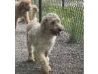 Adopt Vicky available 6/6 a Poodle