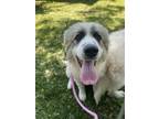 Adopt Sabine available 6/6 a Great Pyrenees