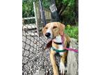 Adopt Sheba available 6/7 a Hound, Labrador Retriever