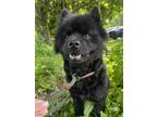 Adopt Lady available 6/6 a Chow Chow