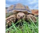 Adopt Batman, female sulcata a Turtle