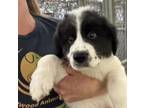 Adopt Franny a Great Pyrenees, Mixed Breed