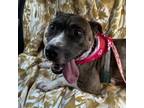Adopt Adabelle a Mixed Breed