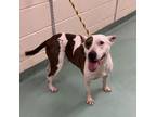 Adopt Lady a Mixed Breed