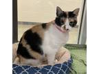Adopt Honey Bunches of Oats a Domestic Short Hair