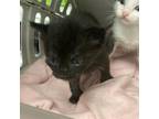 Adopt Chocolate Syrup a Domestic Short Hair