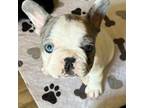 French Bulldog Puppy for sale in Marengo, WI, USA