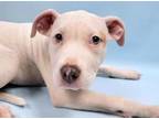 Adopt Sapphire a Pit Bull Terrier, Mixed Breed