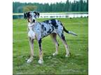 Catahoula Leopard Dog Puppy for sale in Macomb, IL, USA