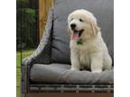 Golden Retriever Puppy for sale in Guys Mills, PA, USA