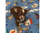Chihuahua Puppy for sale in Seminole, OK, USA