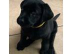 Labrador Retriever Puppy for sale in Windsor Locks, CT, USA
