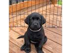 Labrador Retriever Puppy for sale in Windsor Locks, CT, USA