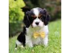 Cavalier King Charles Spaniel Puppy for sale in Sugarcreek, OH, USA
