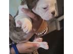 Bulldog Puppy for sale in Port Richey, FL, USA