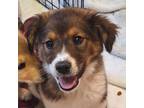Adopt Cece - Shy, but sweet and gentle! Good with dogs & cats! a Mixed Breed