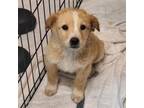 Adopt Candy - Always done for an adventure! Good with dogs & cats! a Mixed Breed