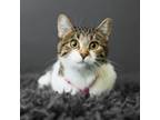 Adopt Chicken Noodle a Domestic Short Hair