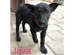 Adopt Java a Black Labrador Retriever, Norwegian Elkhound