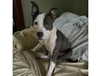 Adopt Evie Tuesday a Mixed Breed