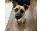 Adopt Apple a Mixed Breed
