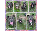 Adopt Queenie CFS 240011121 a Pit Bull Terrier