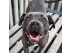 Adopt Missy a American Staffordshire Terrier
